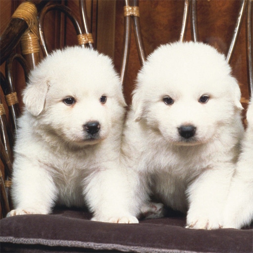 lovely puppy slide